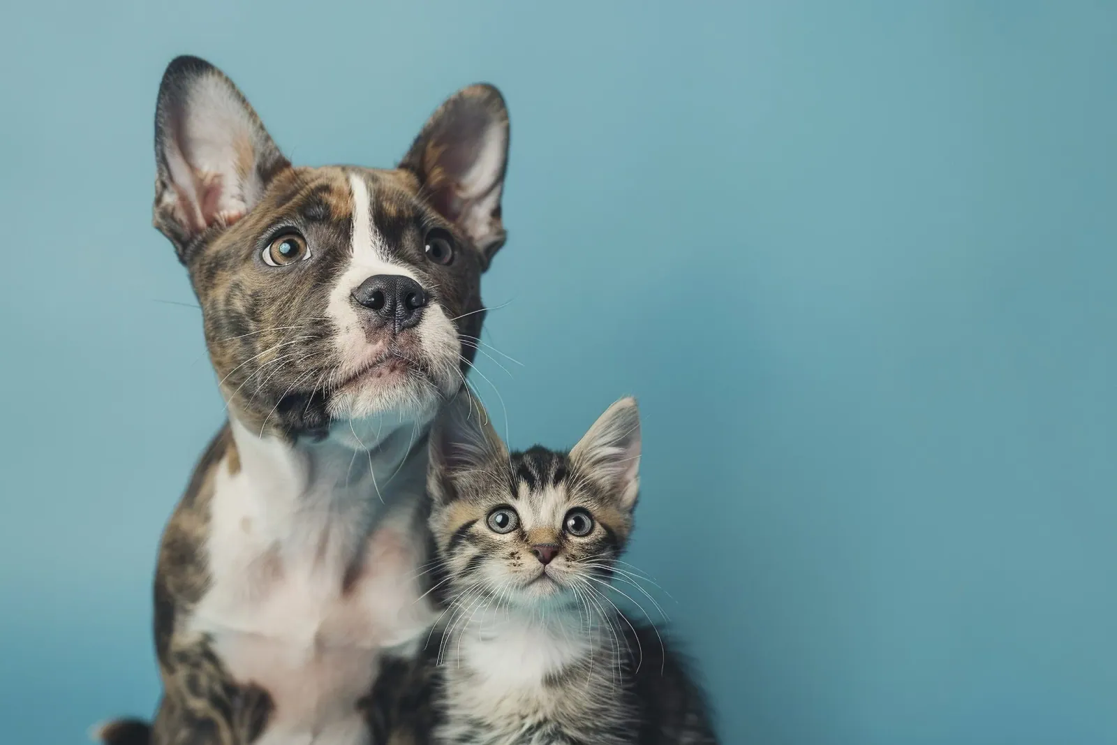 A dog and cat, the pets your veterinary practice cares for